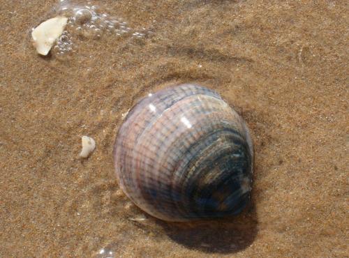 Fotografia de Rafalbt - Galeria Fotografica: 'evolucin marina' - Foto: Evolucin 1