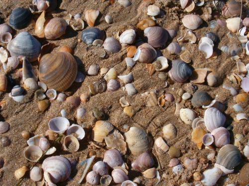 Fotografia de Rafalbt - Galeria Fotografica: 'evolucin marina' - Foto: Evolucin 3