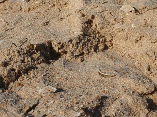 Fotografia de Rafalbt - Galeria Fotografica: 'evolucin marina' - Foto: Evolucin 4