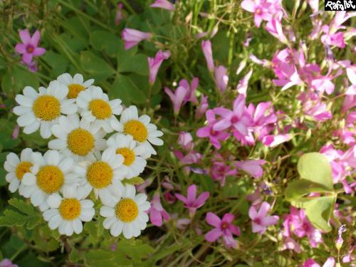 Fotografia de Rafalbt - Galeria Fotografica: ' natural ' - Foto: primavera