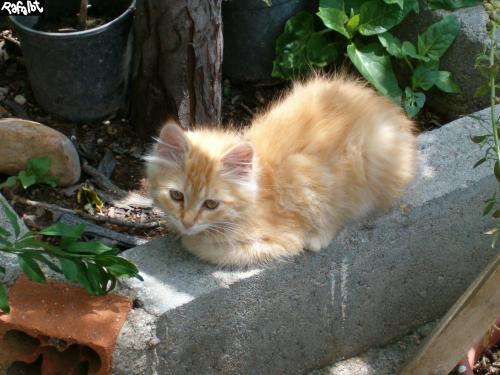 Fotografia de Rafalbt - Galeria Fotografica: ' natural ' - Foto: animado