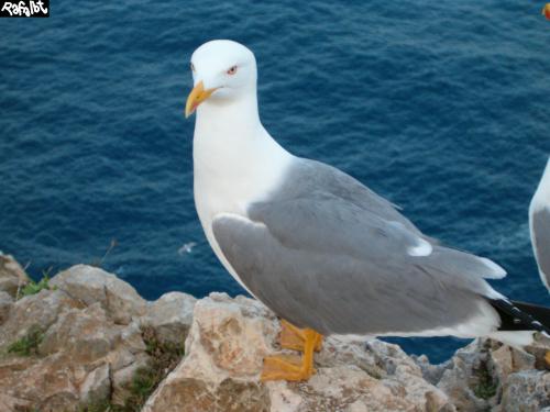 Fotografia de Rafalbt - Galeria Fotografica: ' natural ' - Foto: embarcado