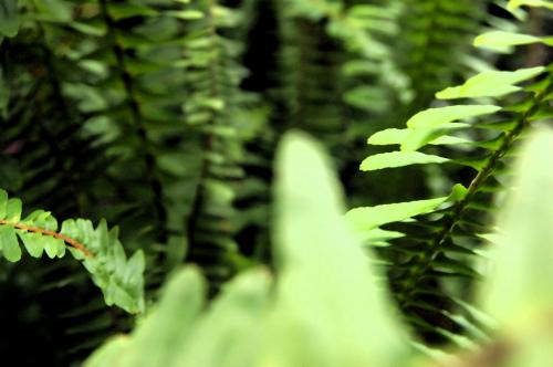 Fotografia de Santiago - Galeria Fotografica: refleccion sobre mi espacio - Foto: Helechos