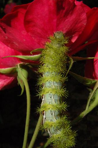 Fotografia de Santiago - Galeria Fotografica: refleccion sobre mi espacio - Foto: un gusano