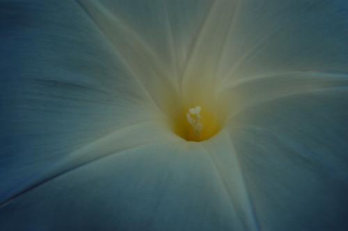 Fotografia de Santiago - Galeria Fotografica: refleccion sobre mi espacio - Foto: flor