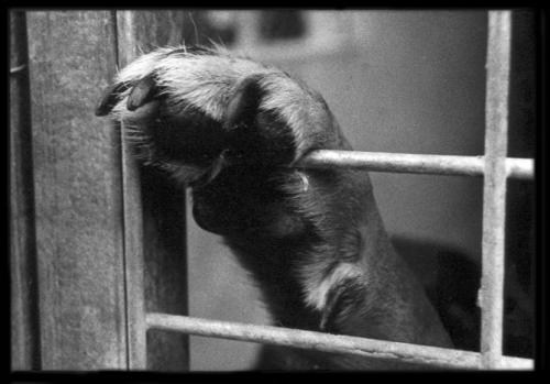 Fotografia de pelu vidal - Galeria Fotografica: CANS - Foto: 