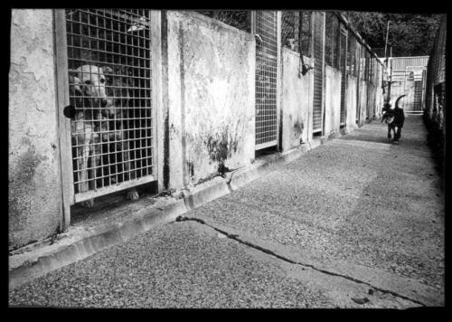 Fotografia de pelu vidal - Galeria Fotografica: CANS - Foto: 