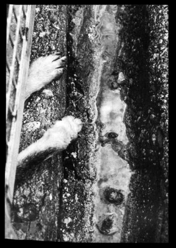 Fotografia de pelu vidal - Galeria Fotografica: CANS - Foto: 