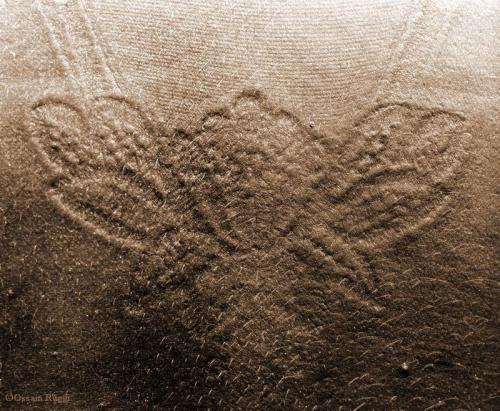 Fotografia de Ossain Raggi - Galeria Fotografica: �Rosas? - Foto: Rosa Negra, de la serie:Fashion Marks.