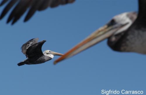 Fotografia de Artes Visuales - Galeria Fotografica: Inauguracion Salon Lentes del Norte - Foto: 