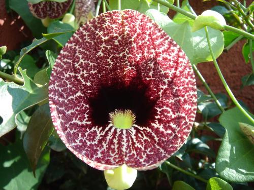 Fotografia de Vlady - Galeria Fotografica: Flora - Foto: Chompipito