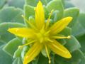 Fotos de Vlady -  Foto: Flora - Estrella amarilla
