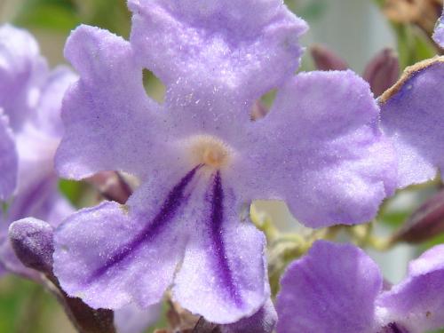 Fotografia de Vlady - Galeria Fotografica: Flora - Foto: Purpura