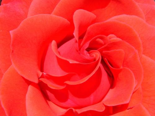 Fotografia de Vlady - Galeria Fotografica: Flora - Foto: Rosa Roja