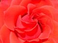 Foto de  Vlady - Galería: Flora - Fotografía: Rosa Roja