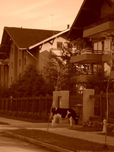 Fotografia de favu - Galeria Fotografica: en 2 colores y algo ms.... - Foto: un extrao visitante