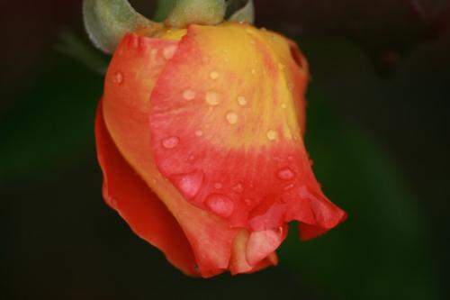 Fotografia de javi - Galeria Fotografica: diaspora - Foto: apesadumbrada