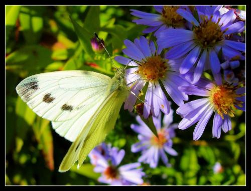 Fotografia de Raul - Galeria Fotografica: Naturaleza Interior par2 - Foto: la armonia