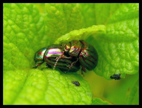 Fotografia de Raul - Galeria Fotografica: Naturaleza Interior par2 - Foto: el sexo