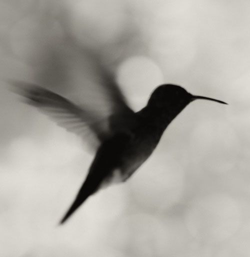 Fotografia de Albert photography - Galeria Fotografica: NATURALEZA - Foto: COLIBR�