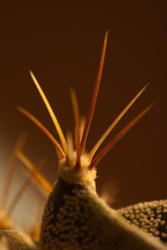 Fotografia de Albert photography - Galeria Fotografica: NATURALEZA - Foto: ESPINAS