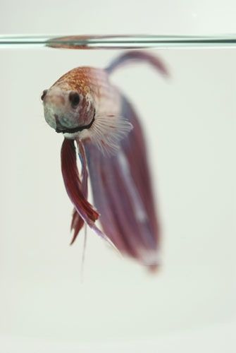 Fotografia de Albert photography - Galeria Fotografica: NATURALEZA - Foto: BETA