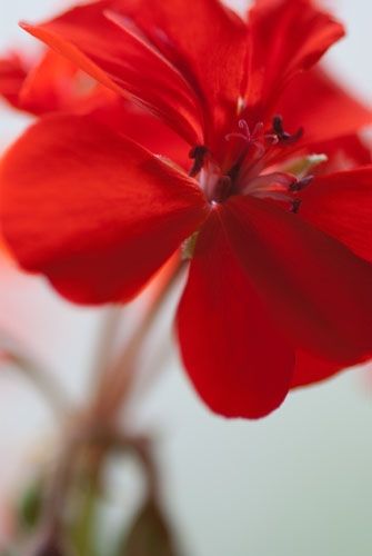 Fotografia de Albert photography - Galeria Fotografica: NATURALEZA - Foto: FLOWER