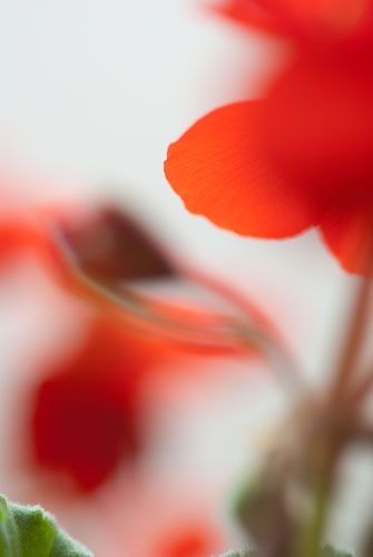 Fotografia de Albert photography - Galeria Fotografica: NATURALEZA - Foto: PETALO