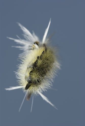 Fotografia de Albert photography - Galeria Fotografica: NATURALEZA - Foto: ORUGA