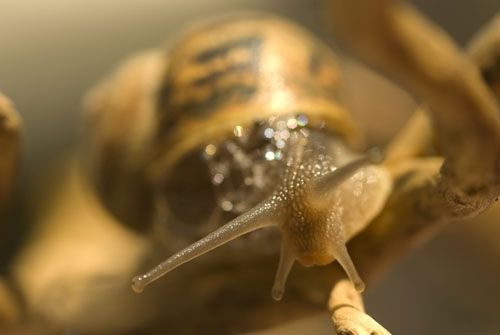 Fotografia de Albert photography - Galeria Fotografica: NATURALEZA - Foto: CARACOL