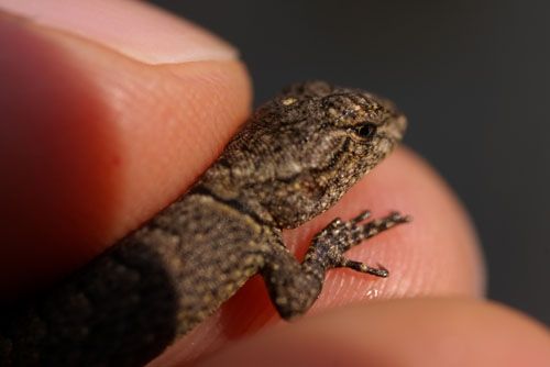 Fotografia de Albert photography - Galeria Fotografica: NATURALEZA - Foto: LAGARTIJA