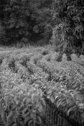 Fotografia de Albert photography - Galeria Fotografica: NATURALEZA - Foto: VIVERO