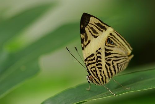 Fotografia de Albert photography - Galeria Fotografica: NATURALEZA - Foto: BUTTERFLY