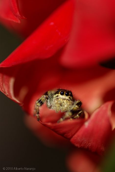 Fotografia de Albert photography - Galeria Fotografica: NATURALEZA - Foto: 