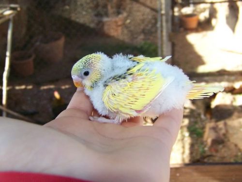 Fotografia de emmanuel zaragoza - Galeria Fotografica: SOAR DESPIERTO - Foto: 