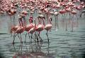 Fotos de Sin Nombre -  Foto: Kenia - Flamencos en Nakuru