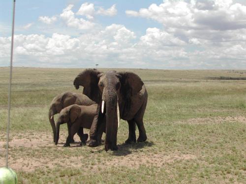 Fotografia de Sin Nombre - Galeria Fotografica: Kenia - Foto: Enfado