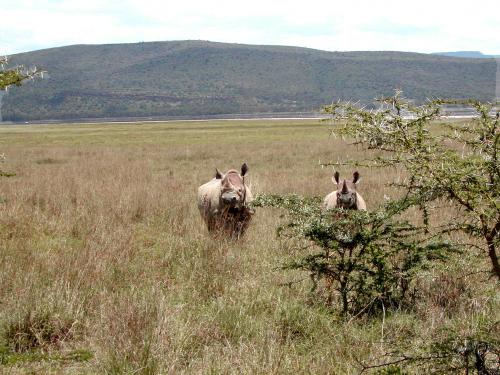 Fotografia de Sin Nombre - Galeria Fotografica: Kenia - Foto: El rino