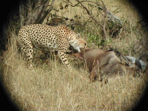 Fotografia de Sin Nombre - Galeria Fotografica: Kenia - Foto: Supervivencia