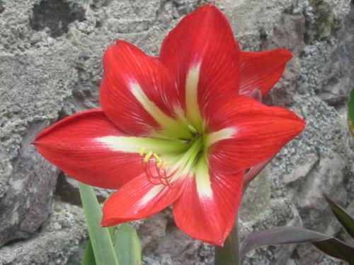 Fotografia de OSCARPIETRO - Galeria Fotografica: Naturaleza - Foto: Roja t�