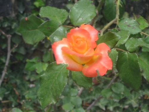 Fotografia de OSCARPIETRO - Galeria Fotografica: Naturaleza - Foto: Luz Rosa