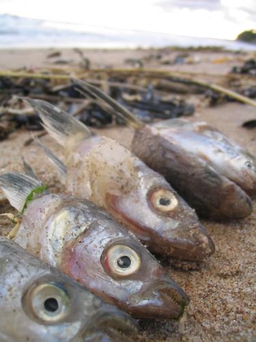 Fotografia de leignorant - Galeria Fotografica: sobre las escalas, reflejos y montajes naturales - Foto: Naturaleza pornogrfica