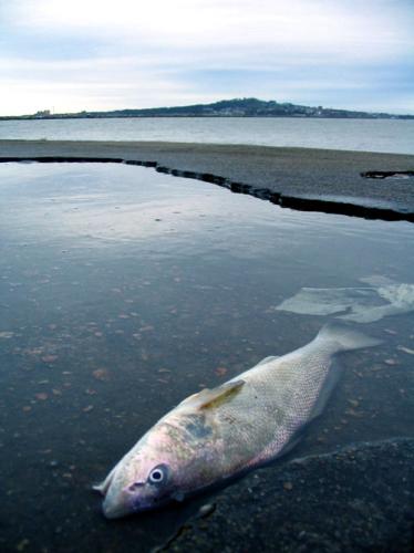 Fotografia de leignorant - Galeria Fotografica: sobre las escalas, reflejos y montajes naturales - Foto: realojo forzado