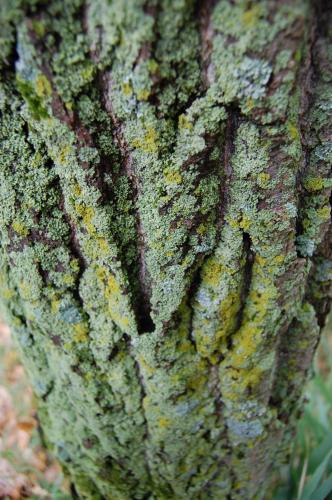 Fotografia de Esteban - Galeria Fotografica: El Bosque - Foto: 