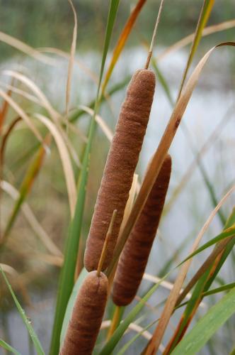 Fotografia de Esteban - Galeria Fotografica: El Bosque - Foto: 