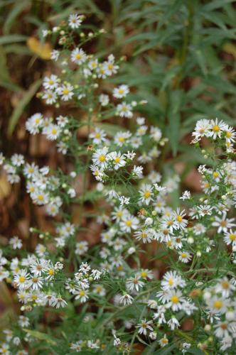 Fotografia de Esteban - Galeria Fotografica: El Bosque - Foto: 