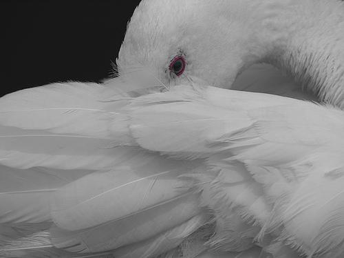 Fotografia de AKISTAJANE - Galeria Fotografica: Primera Propuesta - Foto: Pato O Cisne