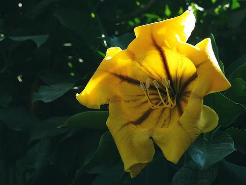 Fotografia de AKISTAJANE - Galeria Fotografica: Primera Propuesta - Foto: Amor Amarillo