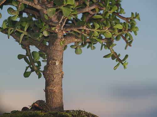 Fotografia de AKISTAJANE - Galeria Fotografica: Primera Propuesta - Foto: De bajo del arbol ito