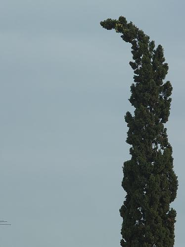 Fotografia de AKISTAJANE - Galeria Fotografica: Primera Propuesta - Foto: Pino vs Viento